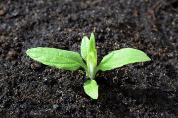 Young plant of Jerusalem artichoke (Helianthus tuberosus) growing in a soil, spring time