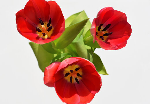 Three beautiful tulips close up, white background