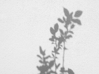 Shadows of tree twigs with leaves on a wall. Natural background, copy space for text