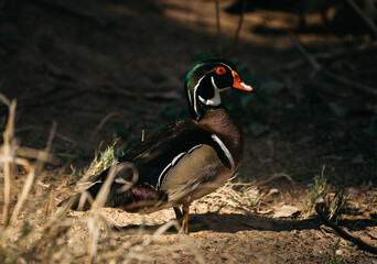 Wood duck perched on ground beside grass and weeds