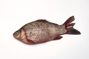 River fish. Carp on white background. River crucian carp of the carp family isolated on a white...