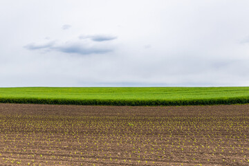 Rural panorama with cultivated soil with new plants germinating and growing, wheat field and sky in the background, copy space.