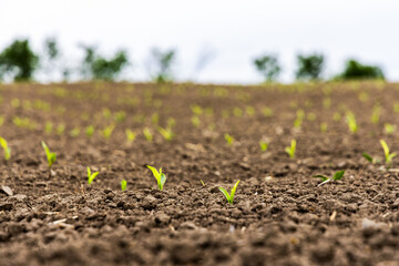 New corn plants germinating from the soil on agricultural farm in spring, shallow focus, low angle view.