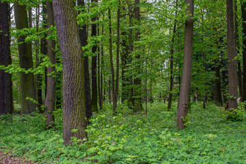 Fototapeta na wymiar interior of a deciduous forest in spring