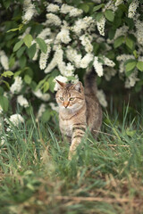 A photo of a brown cat near a flowering tree.