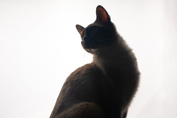 A young Siamese cat in silhouette against a bright white background. The soft glow from behind...