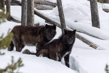 Gray Wolf pack taken in yellowstone NP in winter