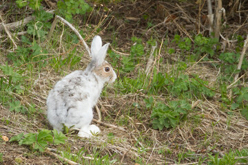 Fototapeta premium Snowshoe Hare in winter pelage taken in Yellowstone NP