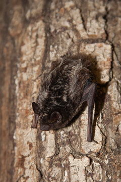Silver-haired Bat taken in southern MN
