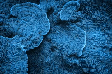 Gardinen Korallenriff Organic texture of  Elephant skin hard coral (Pachyseris speciosa) as an abstract background  © Tunatura
