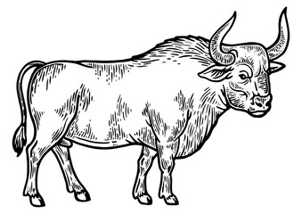 Bull rural farm animal engraving PNG illustration. Scratch board style imitation. Black and white hand drawn image.
