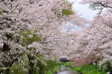 川沿いの桜
桜のトンネル
