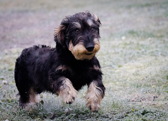 long haired dachshund dog 