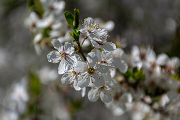 cherry tree blossom in spring