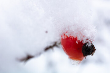 red currant in snow