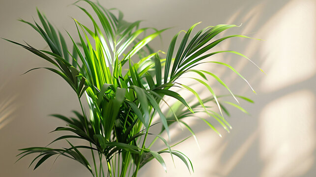 A simple, bright portrait of a Kentia Palm.