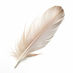 Feather on white background, symbol color literature elegance fluffy