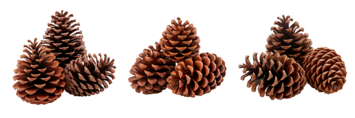 Cones cutout, pine, fir tree seed dry gift celebration