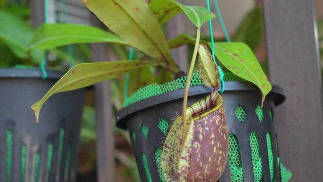 Close-up view of the Nepenthes tropical carnivore plant