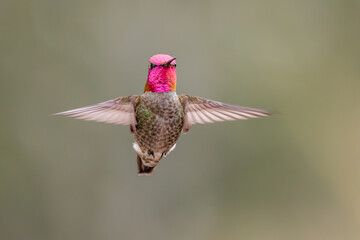 Fototapeta premium Anna's Hummingbird in flight with soft green background. Vivid pink gorget with good feather detail. 
