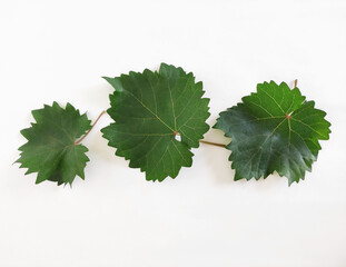 Natural green grape leaves on a white background