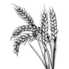 Fototapeta premium Wheat ear spikelet engraving PNG illustration. Scratch board style imitation. Black and white hand drawn image.