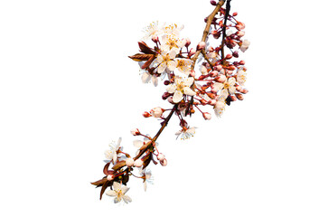 Beautiful sakura flowers isolate on transparent background.cherry blossom