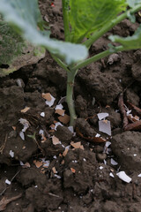 Crushed eggs shellsaround plant as organic fertilizer at home garden and an effective barrier for snails	