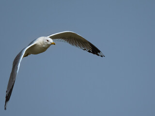 Möwe