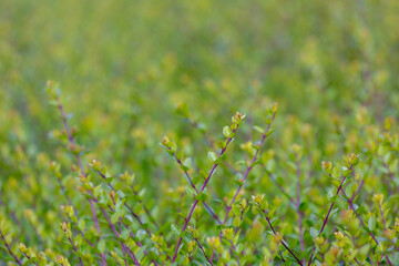 Selective focus of small tiny green leaves, Bushes of Lonicera ligustrina plant, A species of...