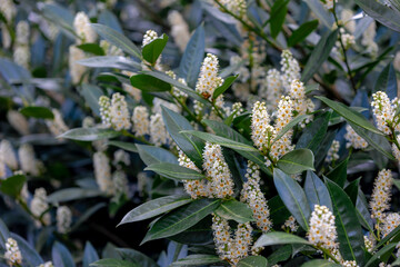 Selective focus of white fluffy flowers in the garden, Cherry laurel (Laurierkers) green leaves, Foliage and flowers of Prunus laurocerasus in spring, Ornamental plant, Natural floral background. - obrazy, fototapety, plakaty