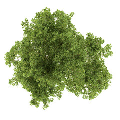 Obraz premium tree, top view, on transparent background