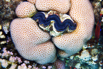 Giant Clam from the Red Sea