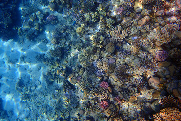 nice coral reef in the Egypt, Safaga
