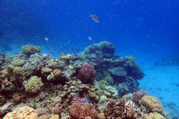 Obraz na płótnie Canvas nice coral reef in the Egypt, Safaga