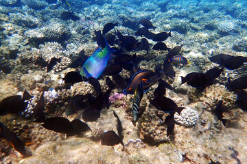nice coral reef in the Egypt, Safaga