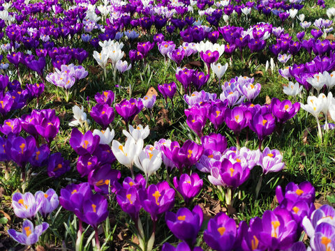 violet corcus garden