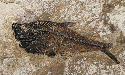 fish fossil texture