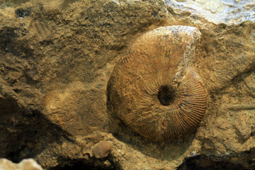 ammonite fossil texture