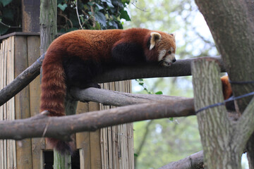 red panda is walking in the tree