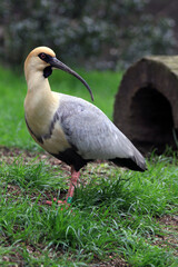 Naklejka premium black face ibis