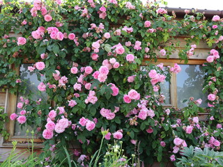 #RoseBushBeauty #GardenRoseGlory #BlossomingRoseTree #RoseBushBeauty #GardenRoseGlory...