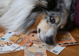 Dog laying down on 50 Euro banknotes.