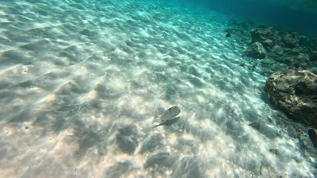 Snorkeling with fish. Lethrinus harak swim near the seabed with sand and stones.