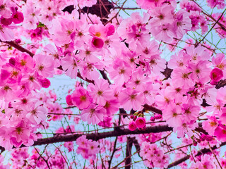 Japanese Cherry in blossom, Lugano, Switzerland