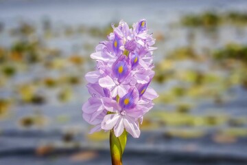 flowers in the river