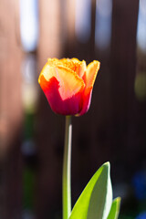 Tulipan, Tulipa