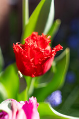 Tulipan, Tulipa