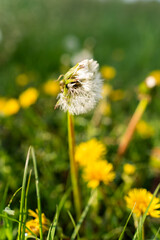 Mniszek lekarski, Taraxacum officina © Kornel
