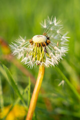 Mniszek lekarski, Taraxacum officina © Kornel